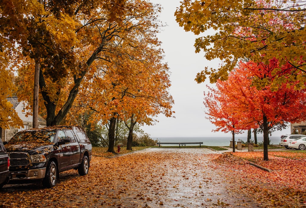 black suv parked near brown trees during daytime