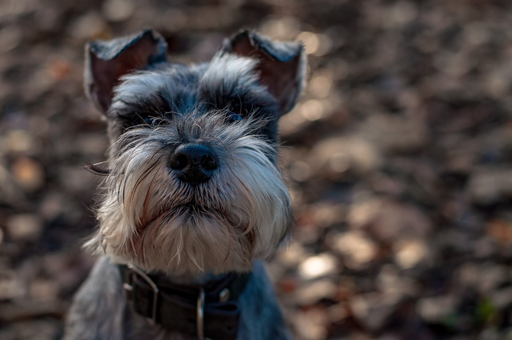 schnauzer miniatura preto e branco