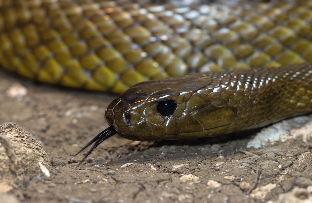 serpent d’argent et d’or sur le sol