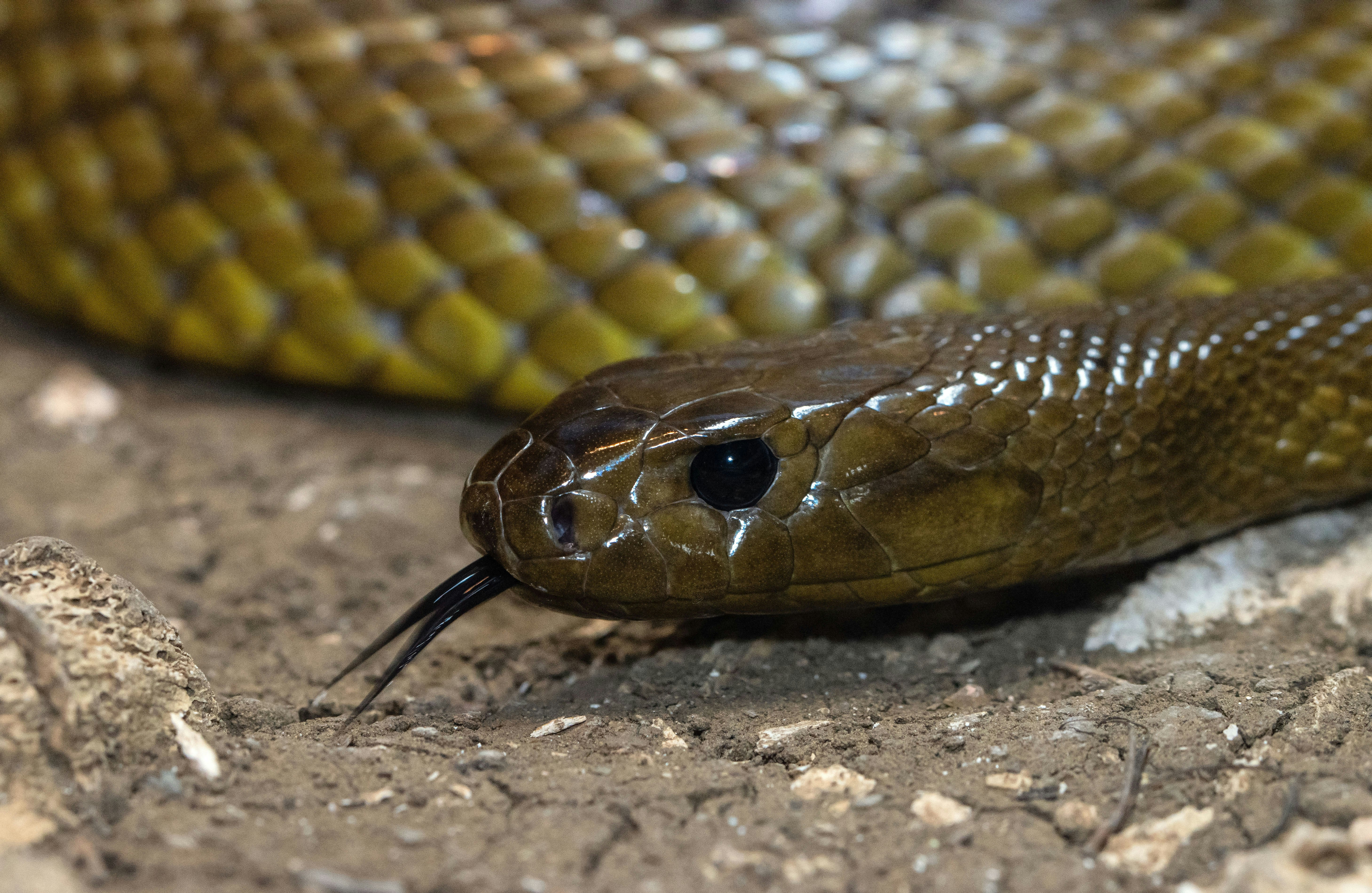 silver and gold snake on ground