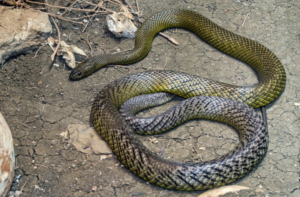 black and brown snake on ground