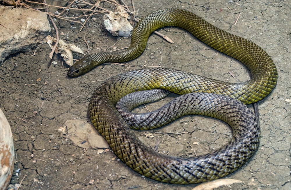 serpiente negra y marrón en el suelo