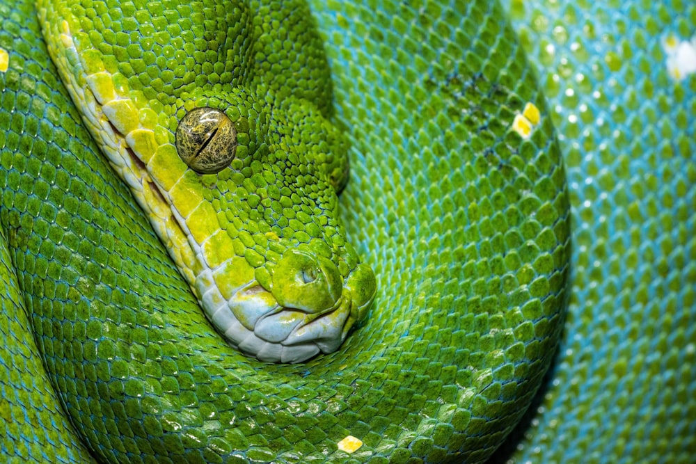 green and white snake on black background