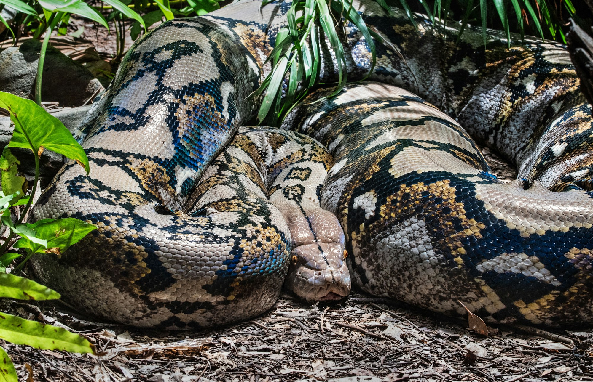 A massive Reticulated Python. This is the longest type of snake in the world.