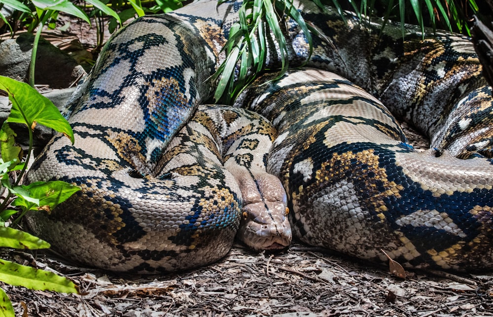 brown and black snake on ground