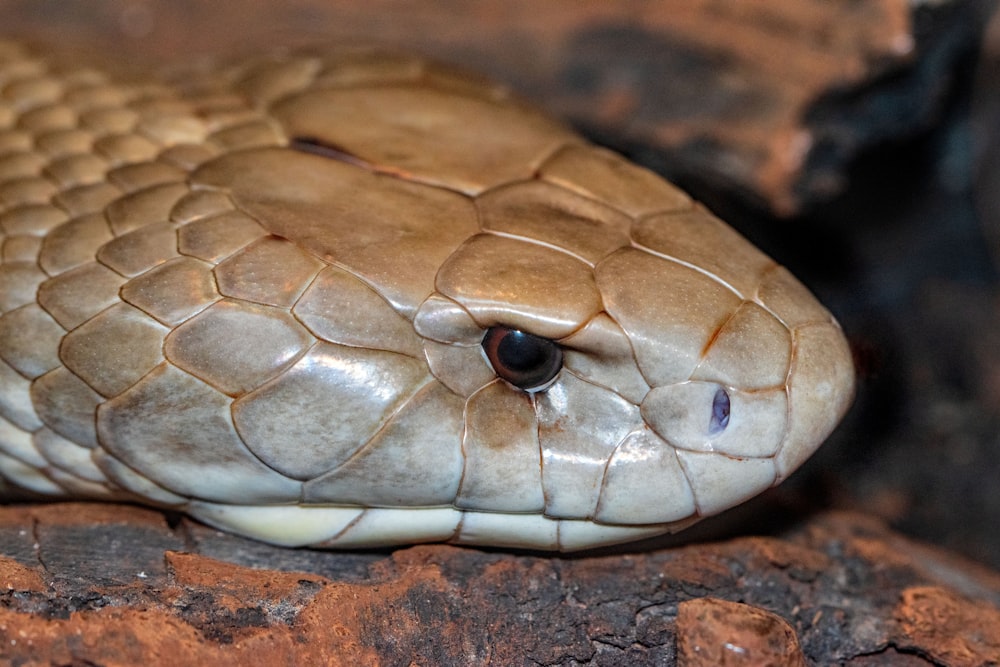 serpiente blanca sobre roca marrón