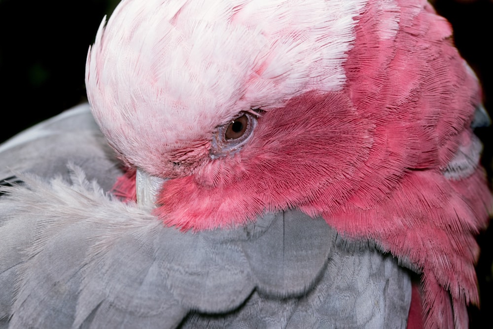 white and red bird painting