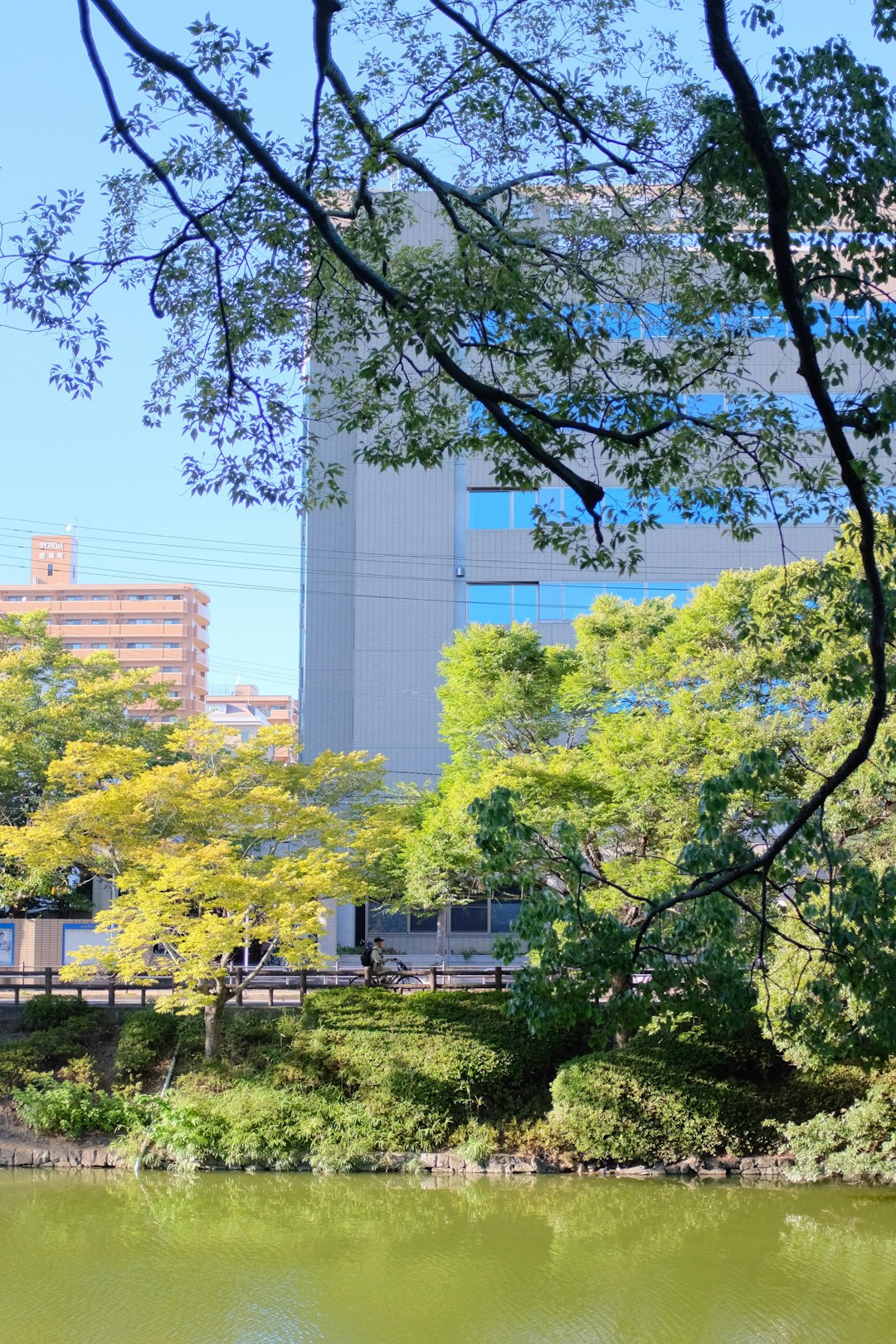green trees near high rise building during daytime