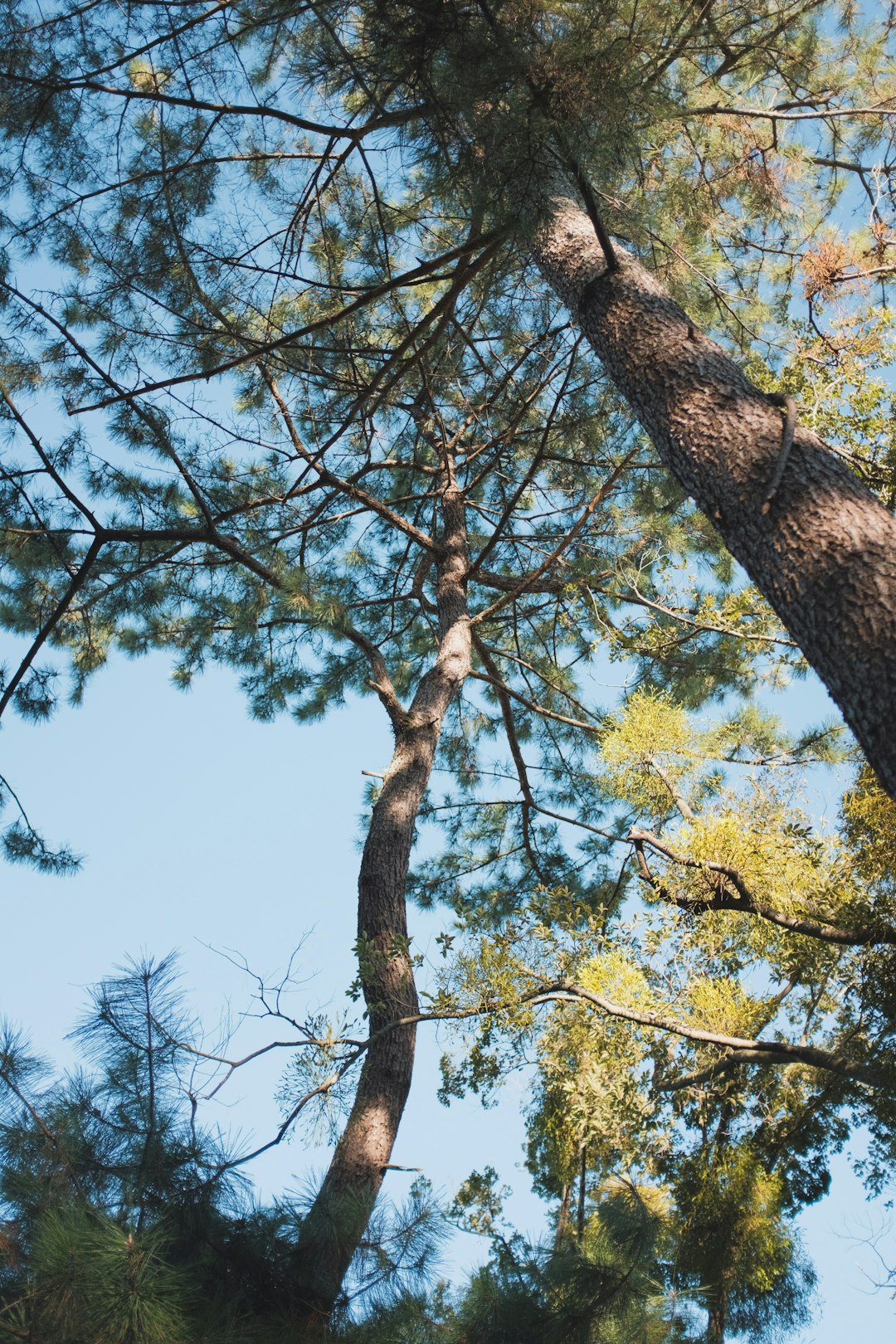 green tree under blue sky during daytime