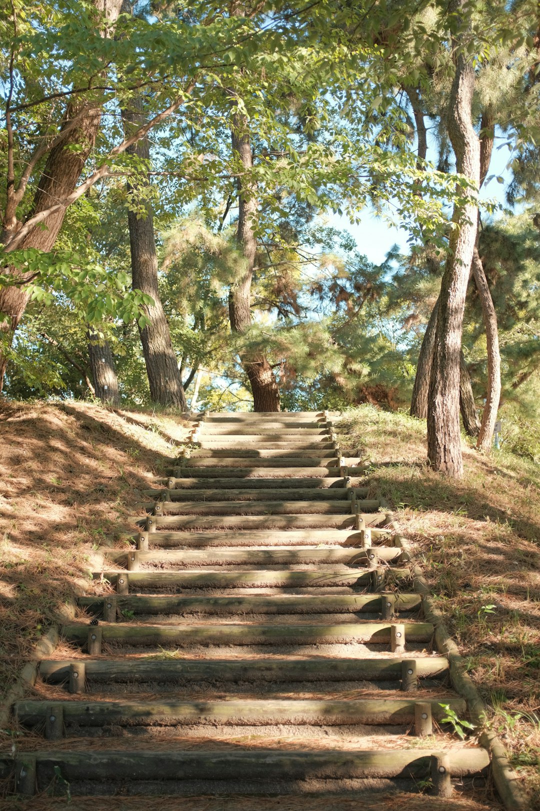 brown wooden bridge surrounded by trees during daytime