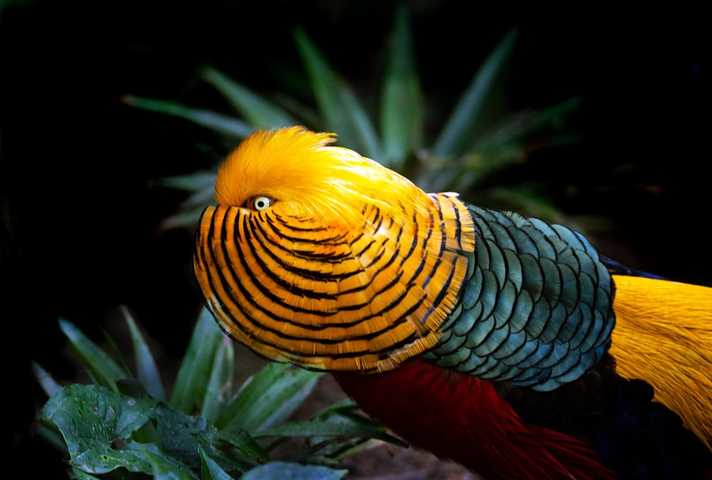 yellow and black bird on green plant