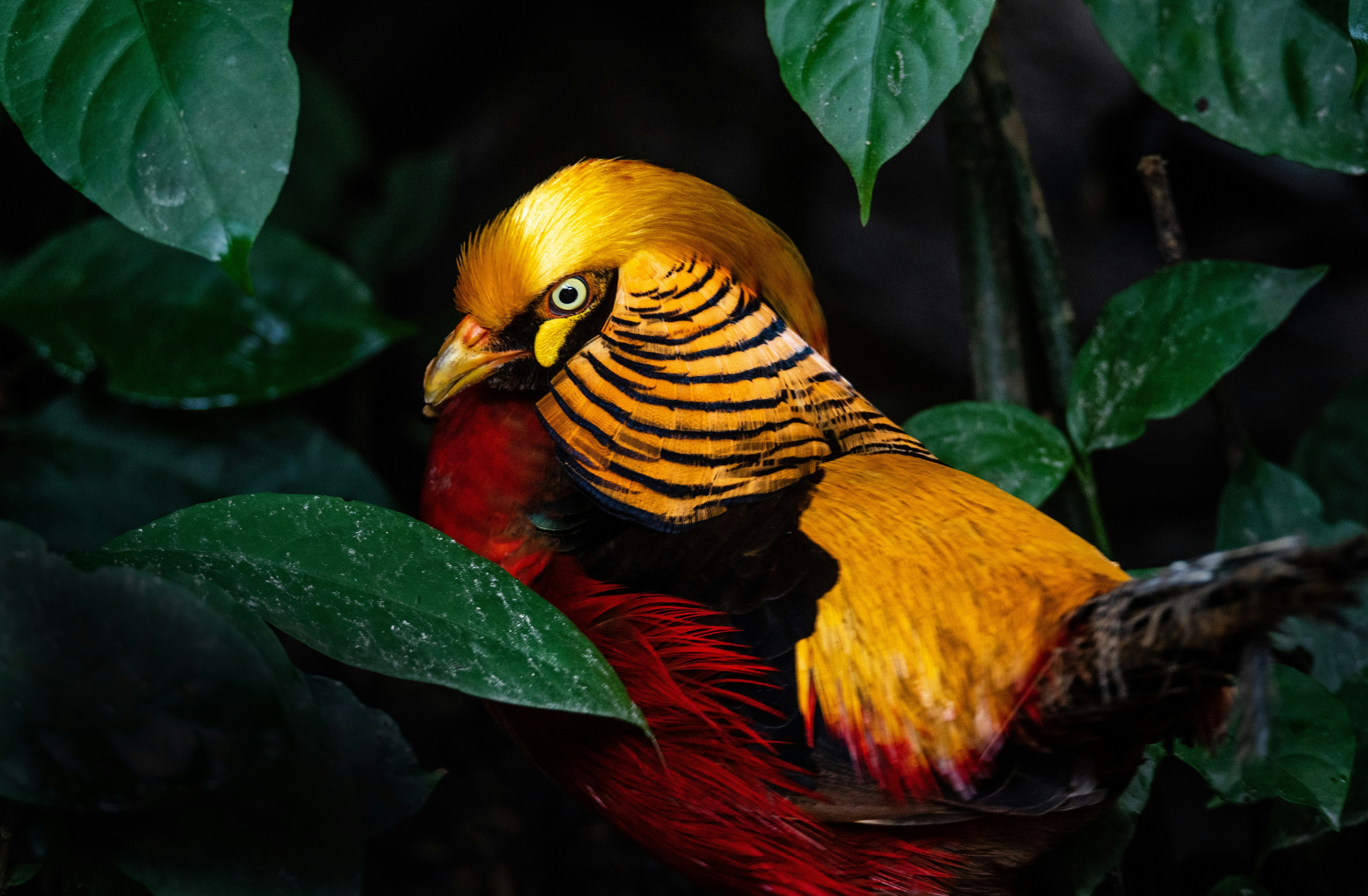 yellow red and black bird on green leaves
