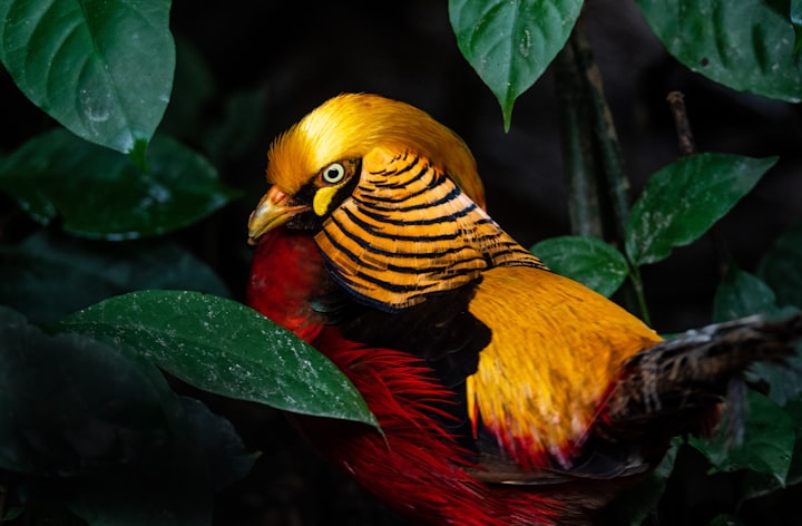 Golden Pheasant- Most Beautiful Bird In The World 