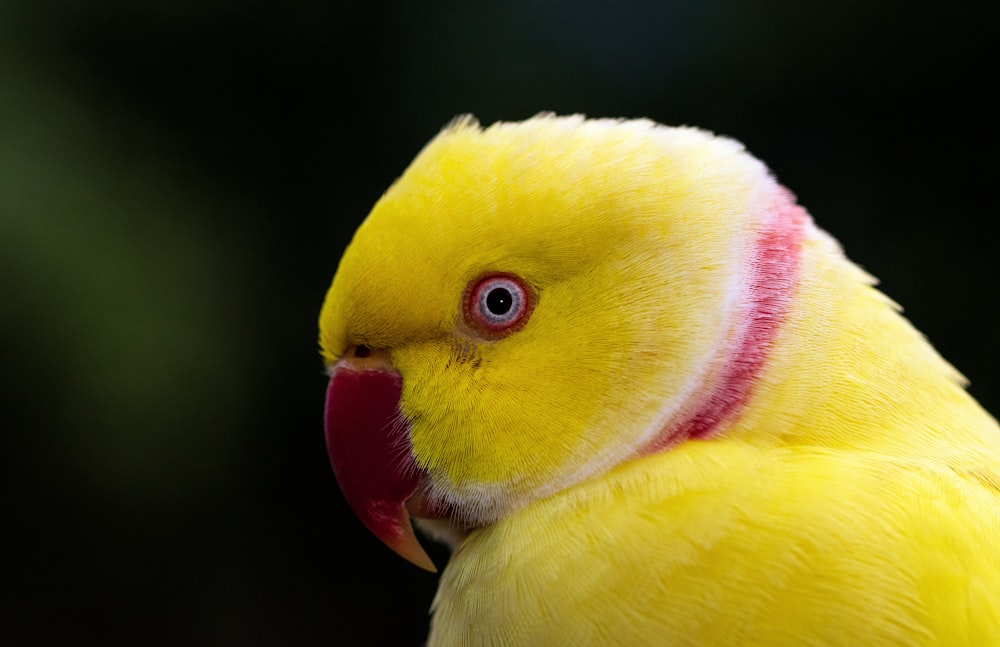 클로즈업 사진의 노란색과 빨간색 새