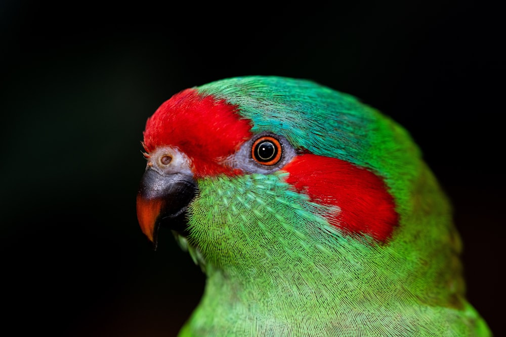 Grüner und roter Vogel in der Nahaufnahme