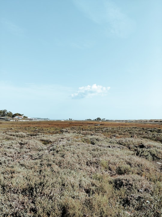 brown grass field under blue sky during daytime in Cap Ferret France