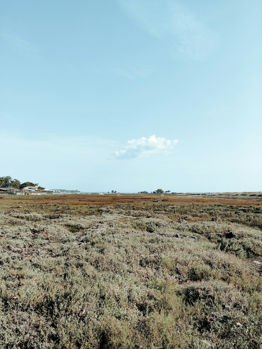 Campo de hierba marrón bajo el cielo azul durante el día