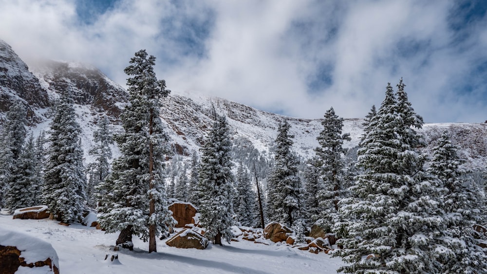 green pine trees on snow covered ground during daytime