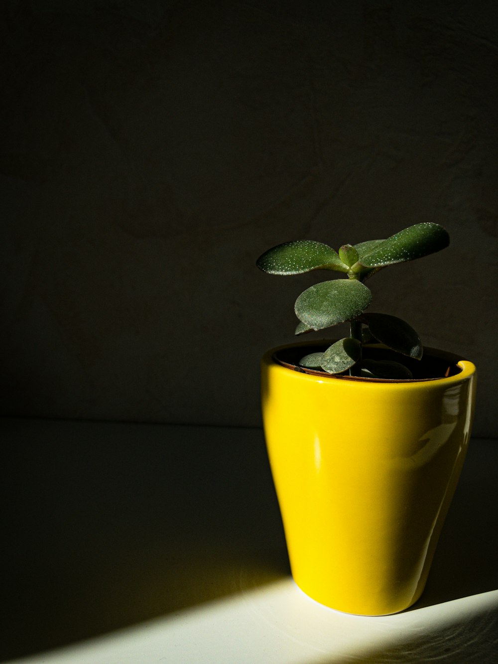 green plant in yellow pot