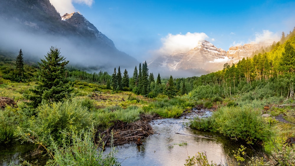 arbres verts près du lac et de la montagne pendant la journée