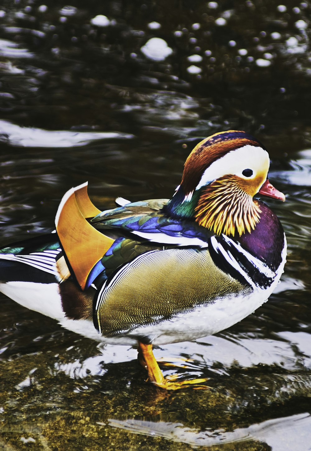 brown white and blue duck on water