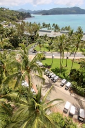 cars parked on parking lot near palm trees during daytime