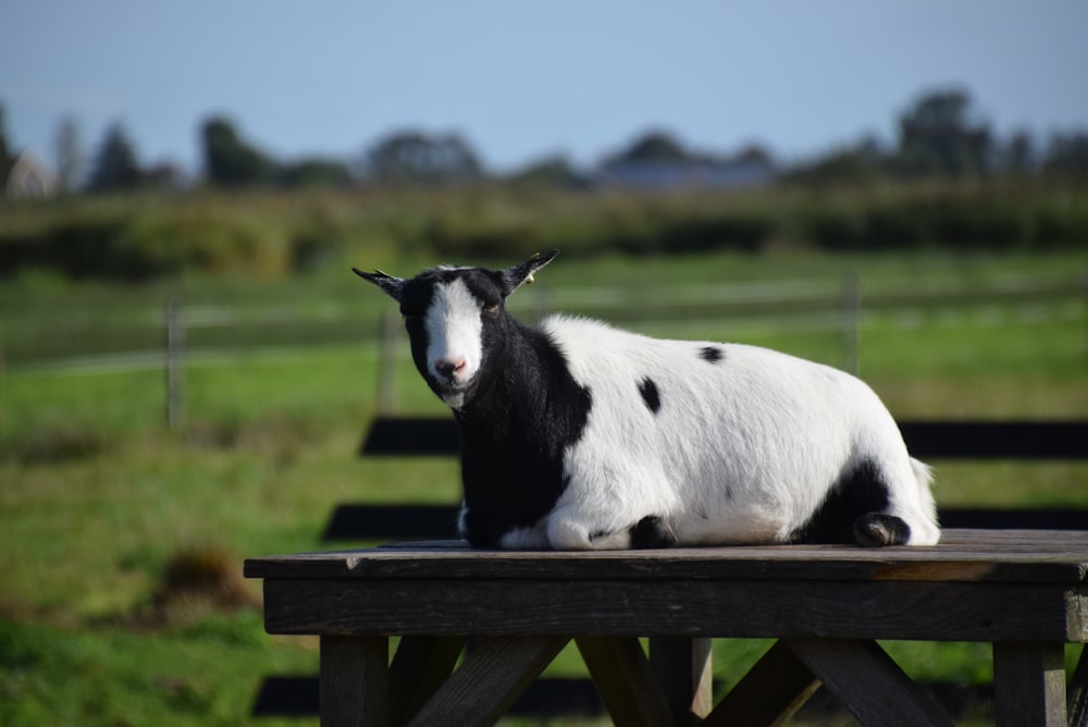 white and black cow on brown wooden bench