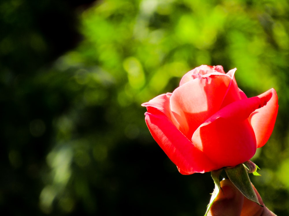 red rose in bloom during daytime