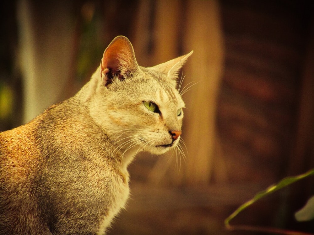 brown tabby cat on brown soil