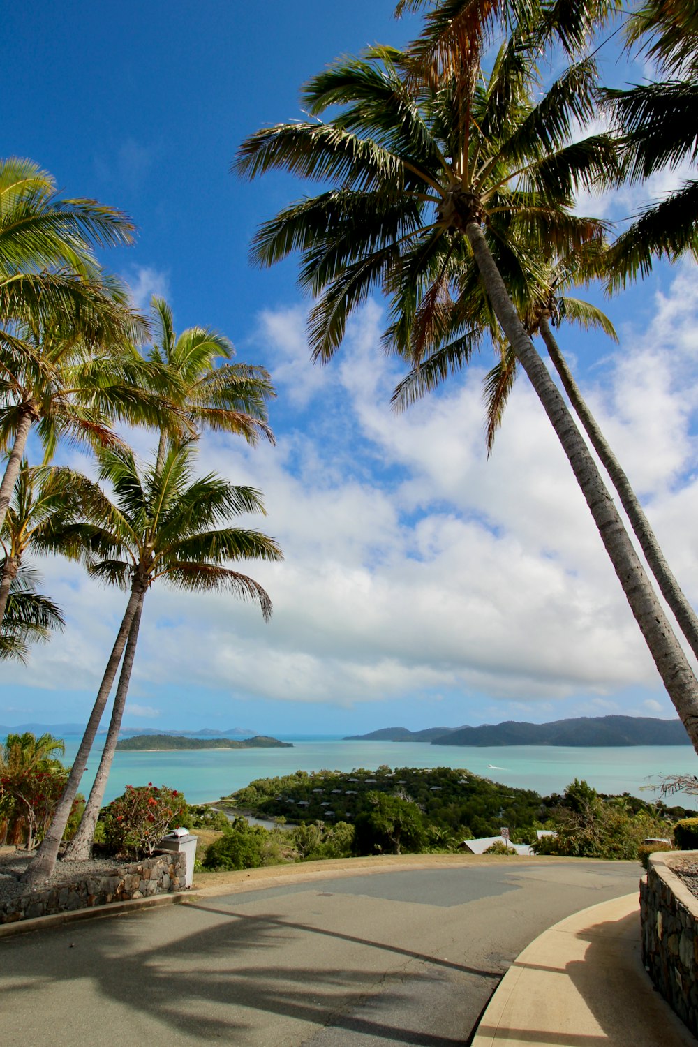 green palm tree near body of water during daytime