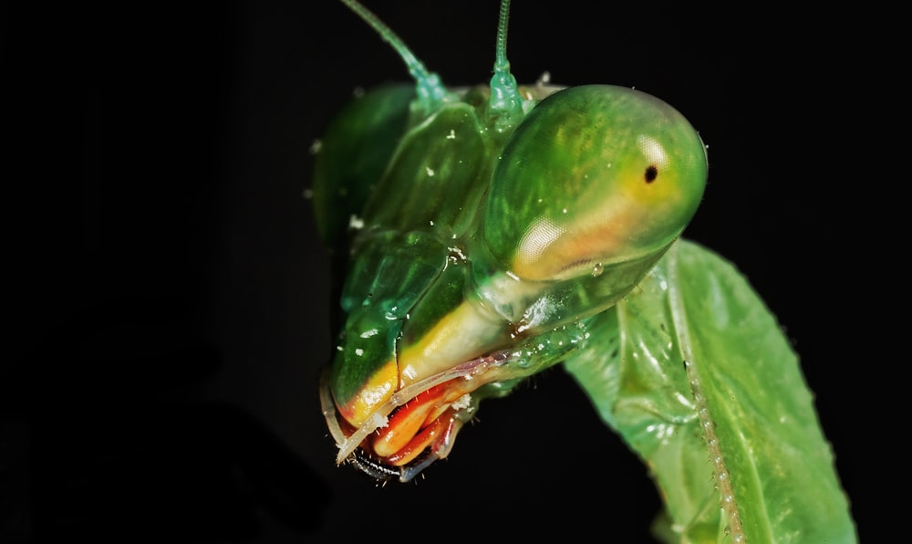 green praying mantis in close up photography