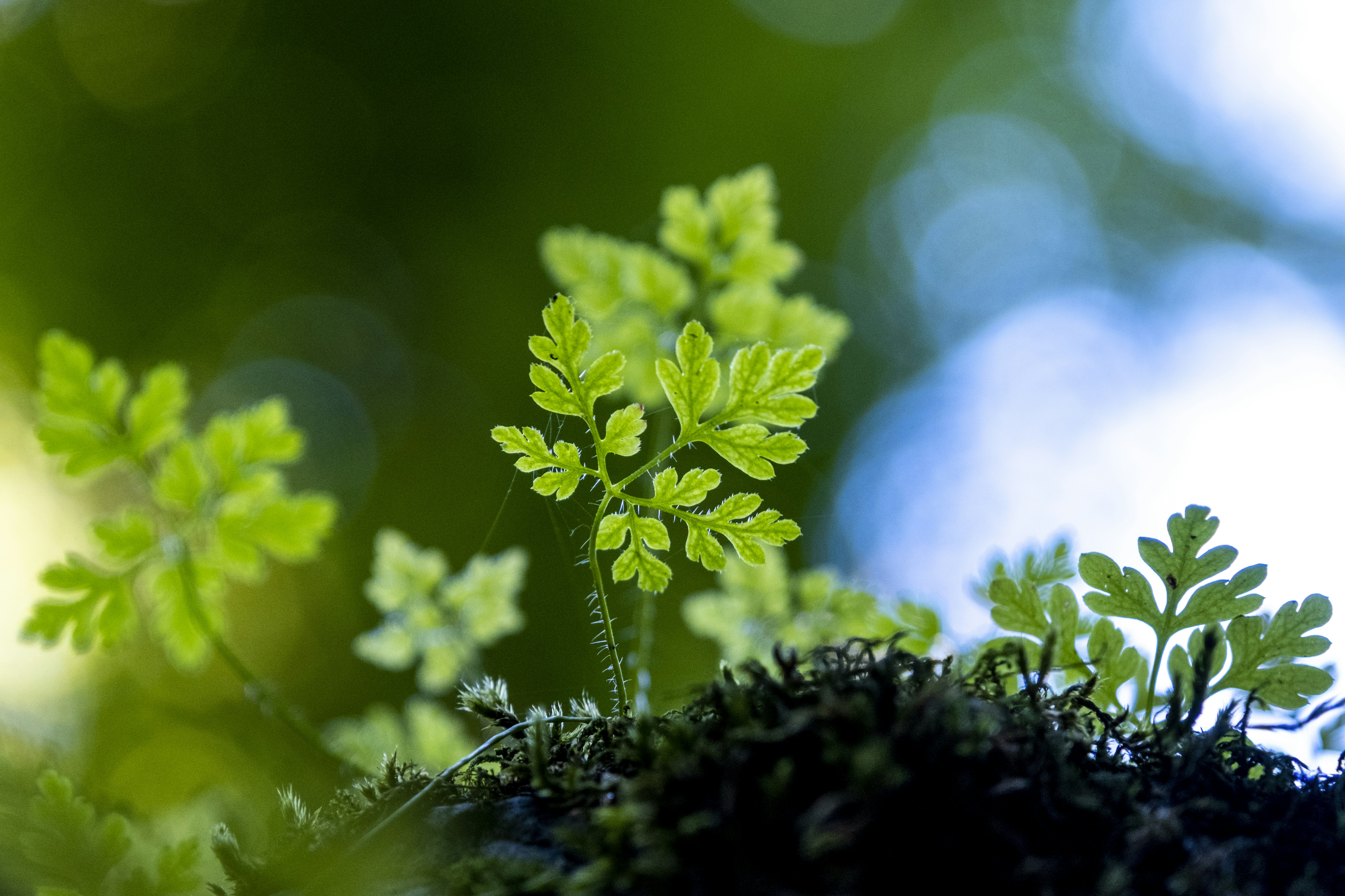 planta verde na lente tilt shift