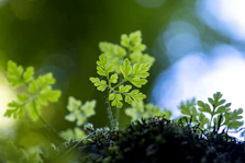 green plant in tilt shift lens
