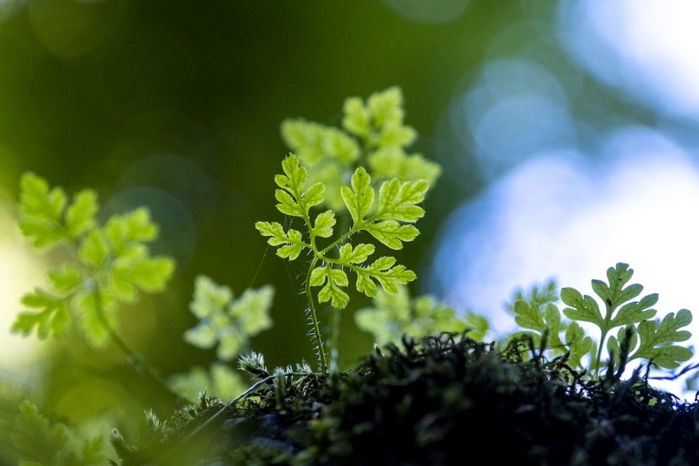 green plant in tilt shift lens