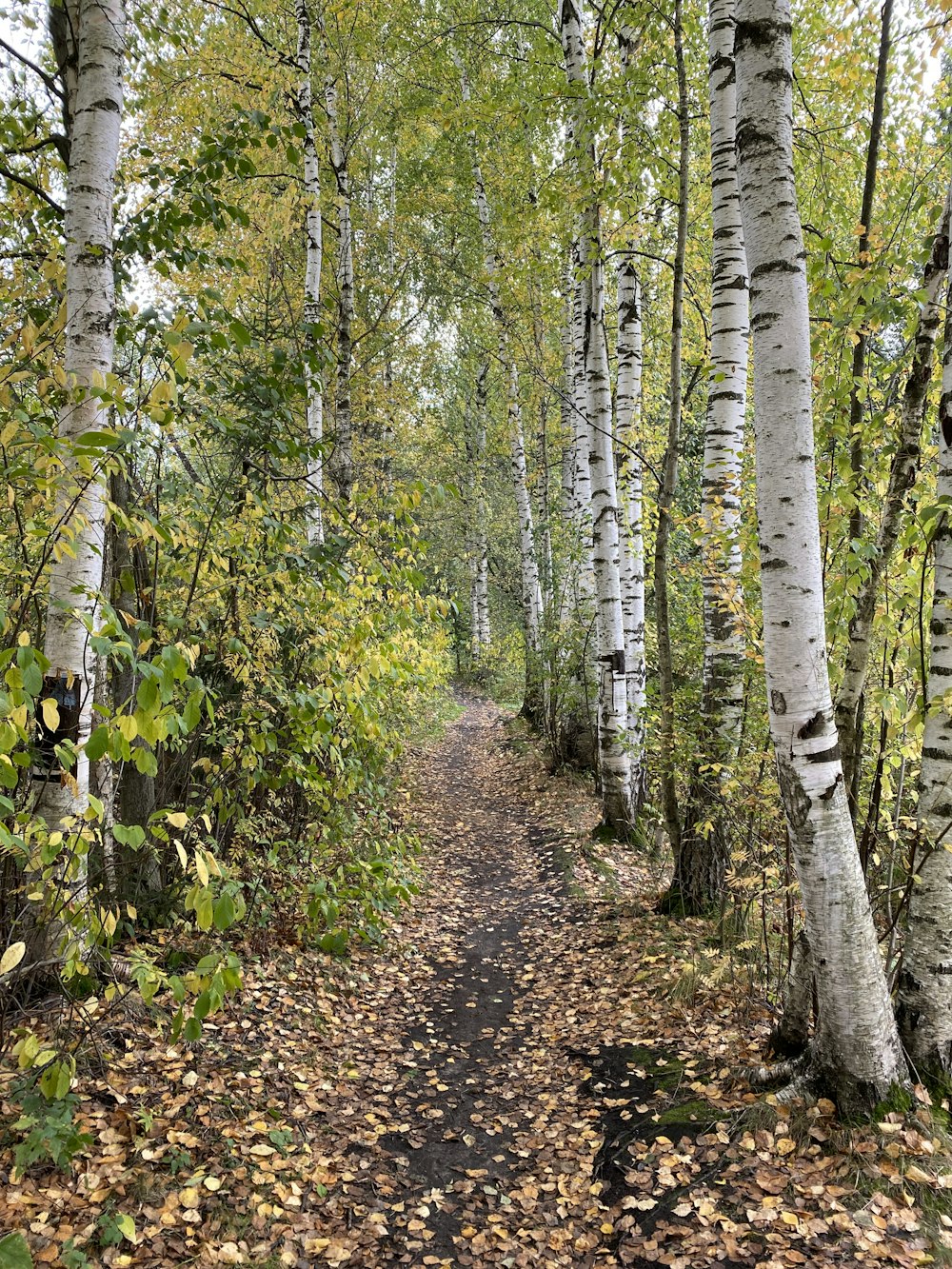 green and brown trees during daytime