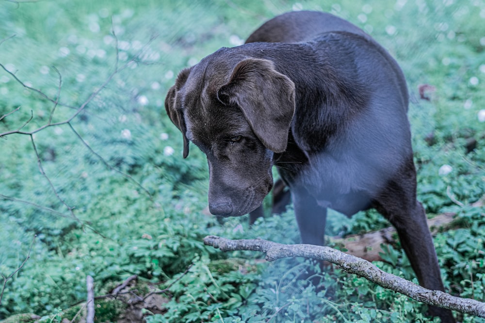 cane di grossa taglia a pelo corto nero su corda bianca