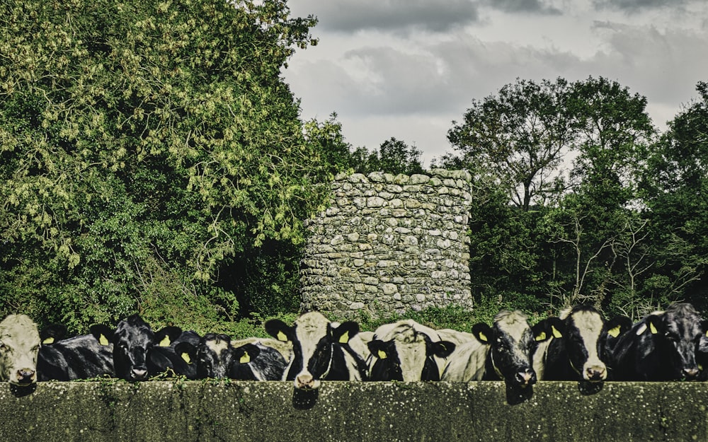 herd of cow on green grass field during daytime