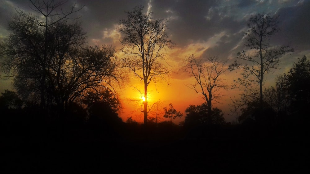 silhouette of trees during sunset