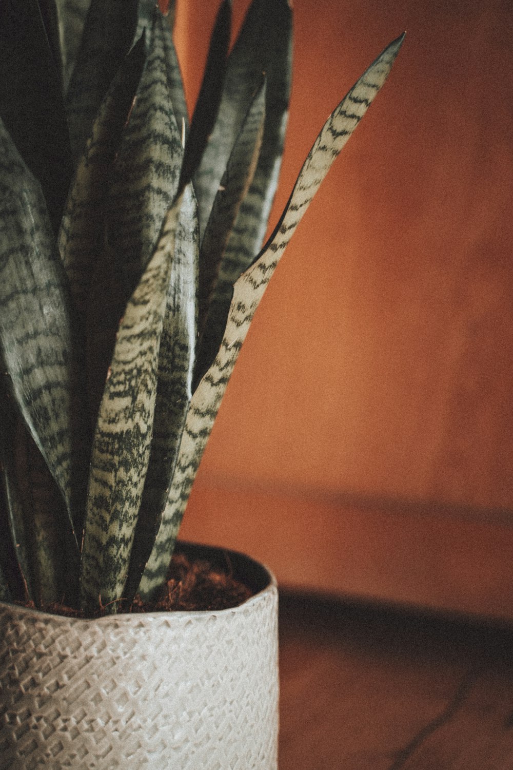 green cactus plant in brown pot