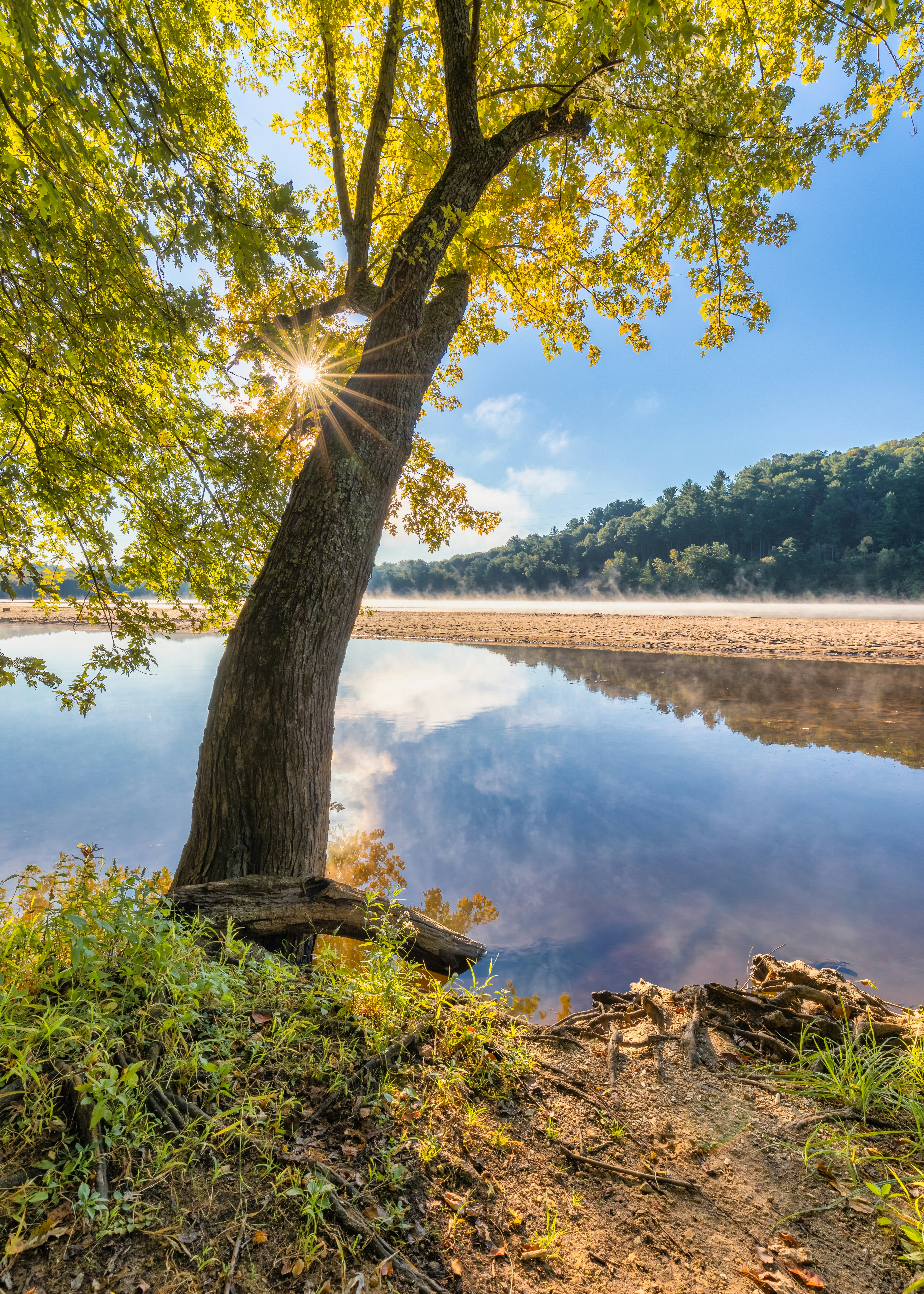 green trees near lake during daytime