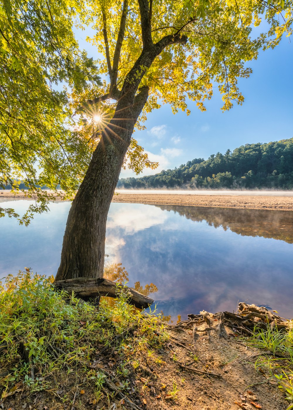 green trees near lake during daytime