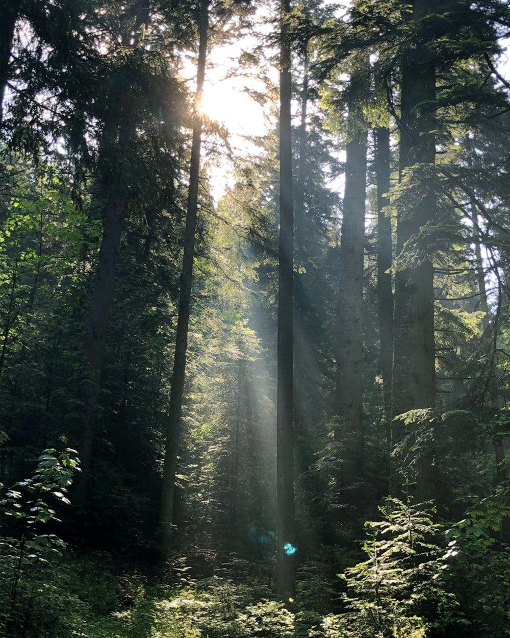 green trees in forest during daytime