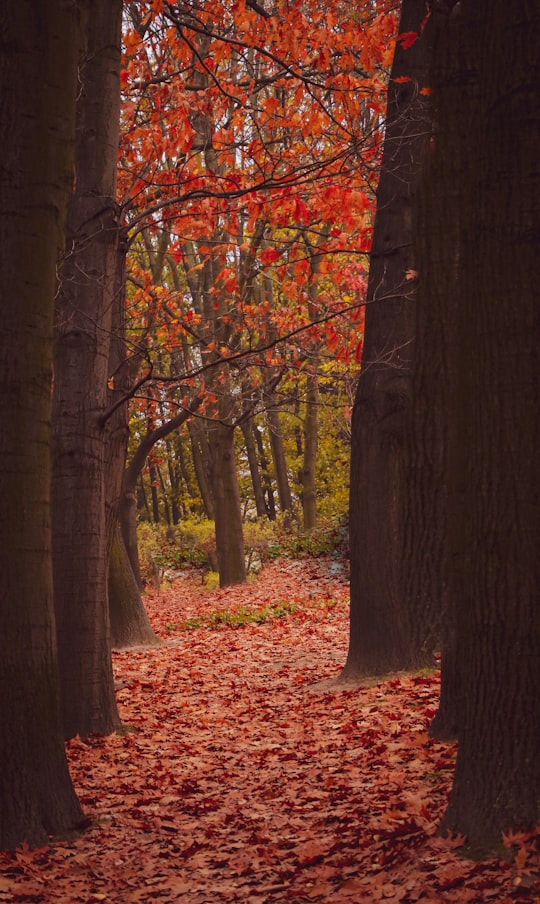 brown tree trunk with red leaves in Łazienki Park Poland