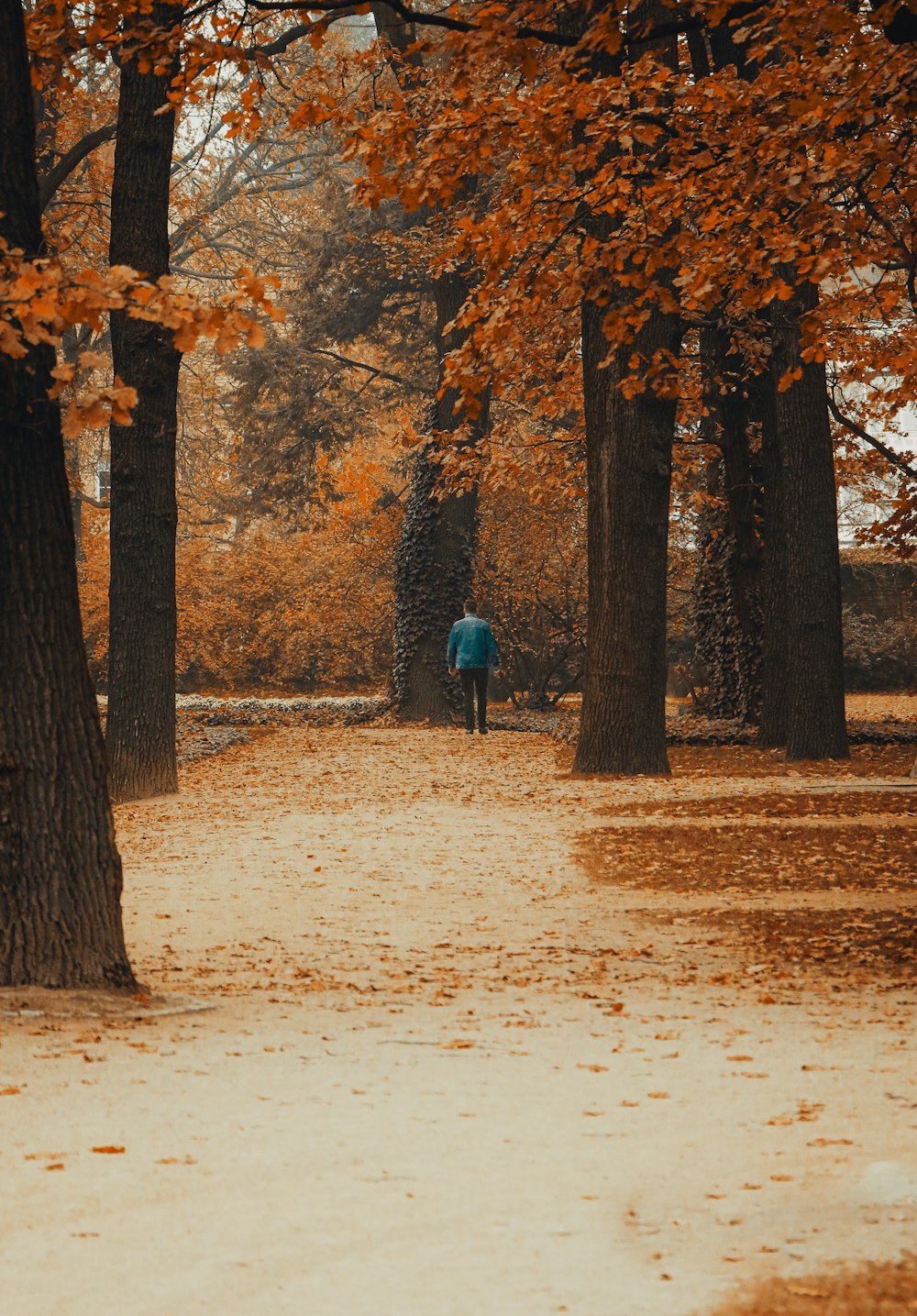 Person in schwarzer Jacke geht tagsüber auf braunem Feldweg zwischen braunen Bäumen