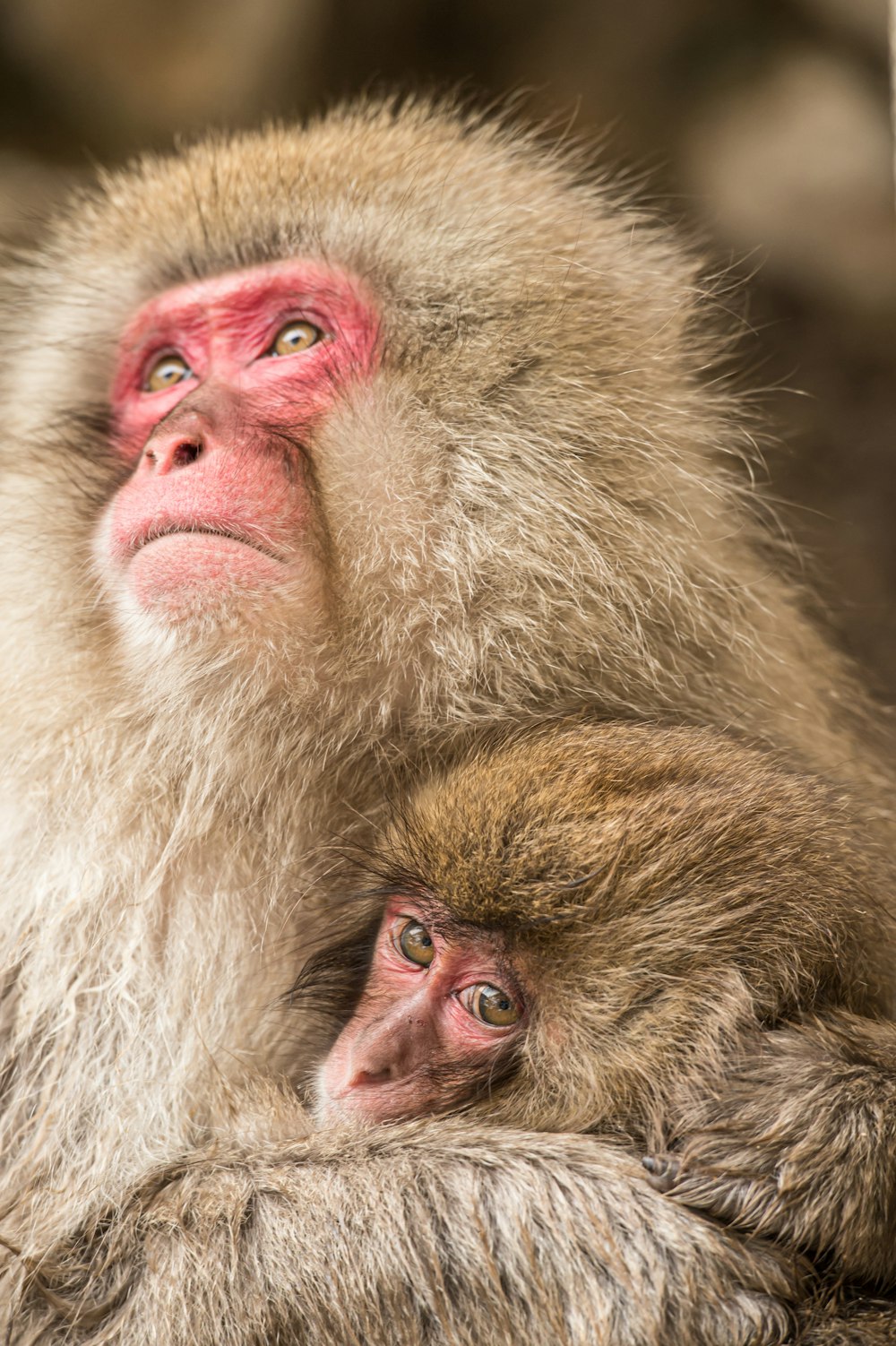 brown monkey with pink eyes