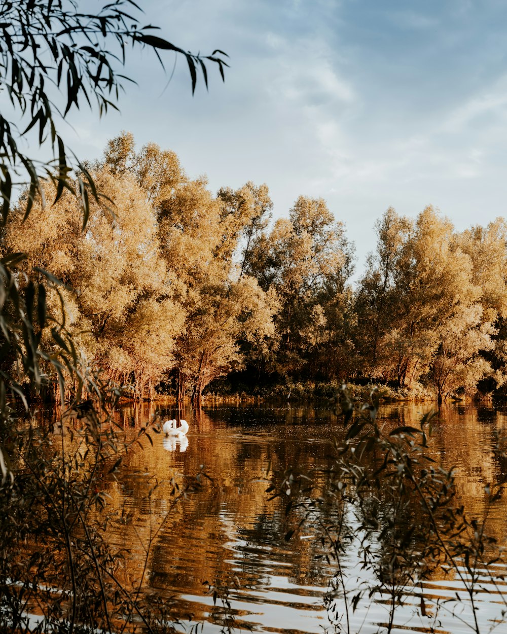 brown trees beside body of water during daytime
