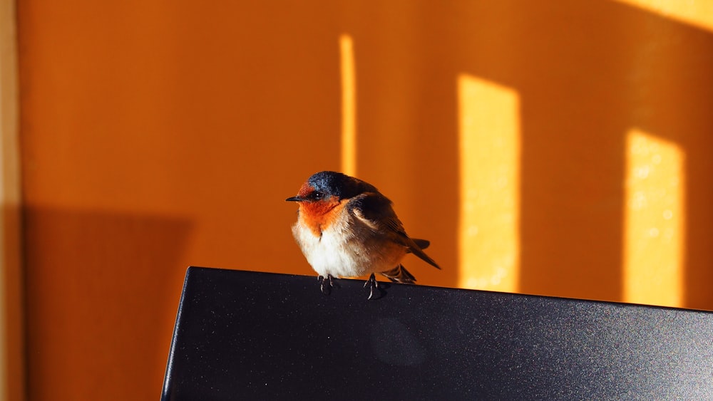 brown and white bird on black wooden table