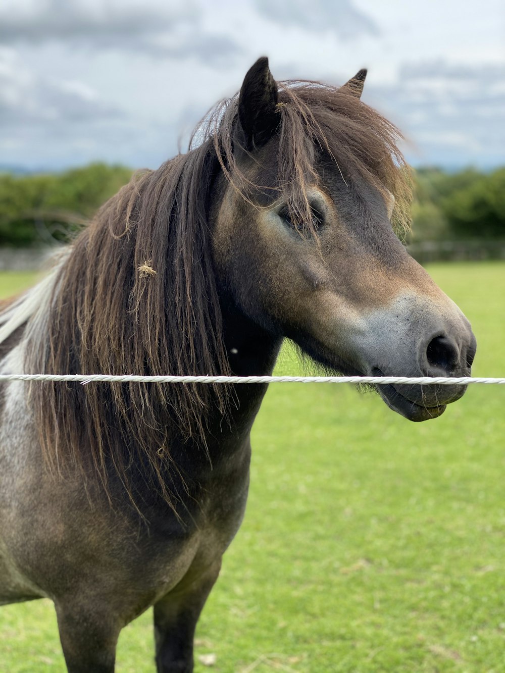 brown horse on green grass field during daytime