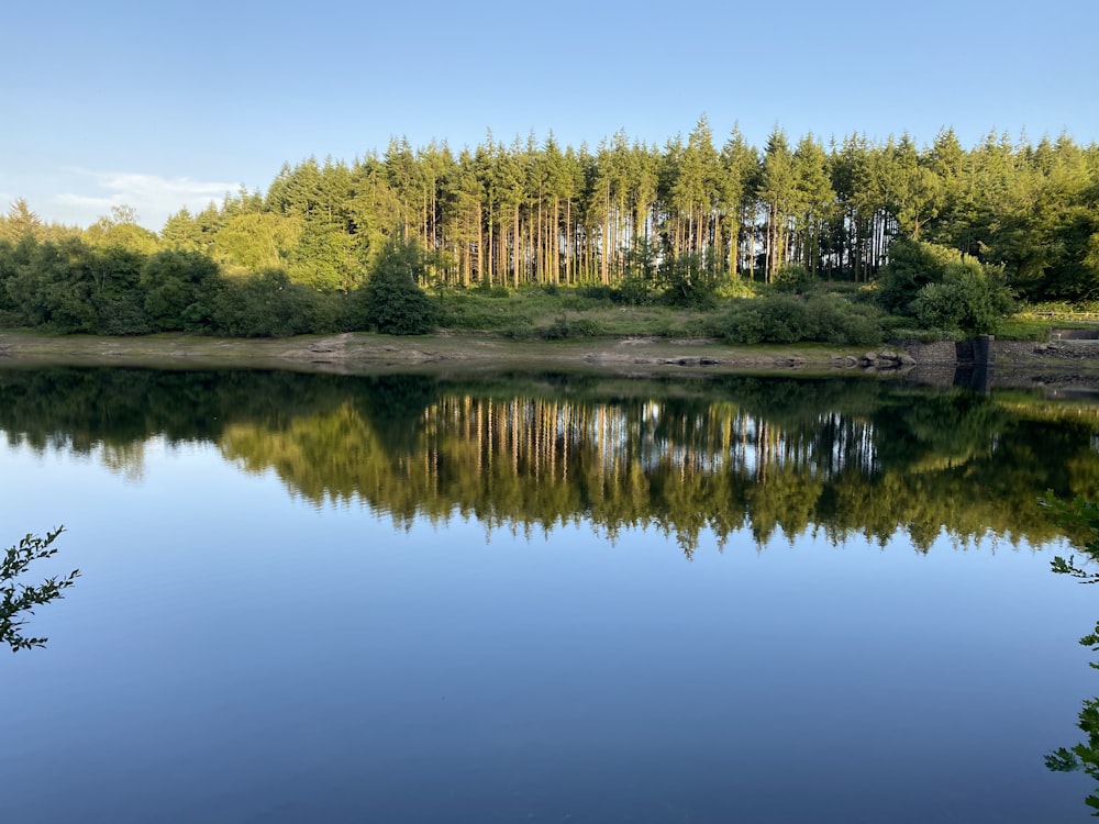 Grüne Bäume am Fluss unter blauem Himmel während des Tages