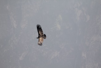 A serene eagle soaring above a rugged mountain canyon at sunrise, symbolizing freedom and vision.